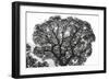 Italy, Rome, maritime pine seen from below.-Michele Molinari-Framed Photographic Print