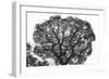 Italy, Rome, maritime pine seen from below.-Michele Molinari-Framed Photographic Print