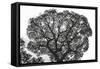 Italy, Rome, maritime pine seen from below.-Michele Molinari-Framed Stretched Canvas