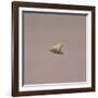 Italy, Rome, Museo Nazionale D'Arte Orientale, Arrow Point from Gifu-null-Framed Giclee Print