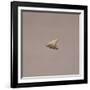 Italy, Rome, Museo Nazionale D'Arte Orientale, Arrow Point from Gifu-null-Framed Giclee Print