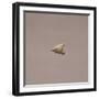 Italy, Rome, Museo Nazionale D'Arte Orientale, Arrow Point from Gifu-null-Framed Giclee Print