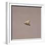 Italy, Rome, Museo Nazionale D'Arte Orientale, Arrow Point from Gifu-null-Framed Giclee Print