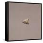 Italy, Rome, Museo Nazionale D'Arte Orientale, Arrow Point from Gifu-null-Framed Stretched Canvas