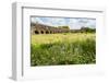 Italy, Rome. Parco Regionale dell'Appia, Antica, Park of the Aqueducts-Alison Jones-Framed Photographic Print