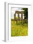 Italy, Rome. Parco Regionale dell'Appia, Antica, Park of the Aqueducts-Alison Jones-Framed Photographic Print