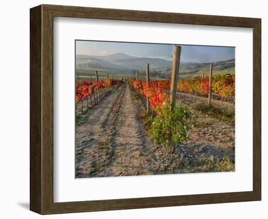 Italy, San Quirico, Autumn Vineyard in full color, San Quirico-Terry Eggers-Framed Photographic Print