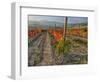 Italy, San Quirico, Autumn Vineyard in full color, San Quirico-Terry Eggers-Framed Photographic Print