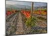 Italy, San Quirico, Autumn Vineyard in full color, San Quirico-Terry Eggers-Mounted Photographic Print