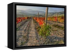 Italy, San Quirico, Autumn Vineyard in full color, San Quirico-Terry Eggers-Framed Stretched Canvas