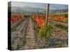 Italy, San Quirico, Autumn Vineyard in full color, San Quirico-Terry Eggers-Stretched Canvas