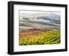 Italy, San Quirico, Autumn Vineyards, San Quirico-Terry Eggers-Framed Photographic Print