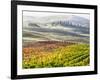 Italy, San Quirico, Autumn Vineyards, San Quirico-Terry Eggers-Framed Photographic Print