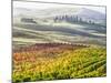 Italy, San Quirico, Autumn Vineyards, San Quirico-Terry Eggers-Mounted Photographic Print