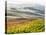 Italy, San Quirico, Autumn Vineyards, San Quirico-Terry Eggers-Stretched Canvas