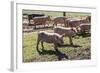 Italy, Sardinia, Gavoi. Group of Pigs Playing in the Mud at a Farm-Alida Latham-Framed Photographic Print