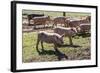 Italy, Sardinia, Gavoi. Group of Pigs Playing in the Mud at a Farm-Alida Latham-Framed Photographic Print