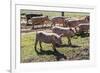 Italy, Sardinia, Gavoi. Group of Pigs Playing in the Mud at a Farm-Alida Latham-Framed Photographic Print