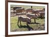 Italy, Sardinia, Gavoi. Group of Pigs Playing in the Mud at a Farm-Alida Latham-Framed Photographic Print