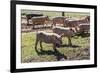 Italy, Sardinia, Gavoi. Group of Pigs Playing in the Mud at a Farm-Alida Latham-Framed Photographic Print