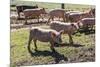 Italy, Sardinia, Gavoi. Group of Pigs Playing in the Mud at a Farm-Alida Latham-Mounted Photographic Print