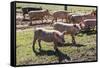 Italy, Sardinia, Gavoi. Group of Pigs Playing in the Mud at a Farm-Alida Latham-Framed Stretched Canvas