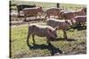 Italy, Sardinia, Gavoi. Group of Pigs Playing in the Mud at a Farm-Alida Latham-Stretched Canvas