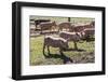 Italy, Sardinia, Gavoi. Group of Pigs Playing in the Mud at a Farm-Alida Latham-Framed Photographic Print