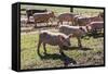 Italy, Sardinia, Gavoi. Group of Pigs Playing in the Mud at a Farm-Alida Latham-Framed Stretched Canvas