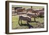 Italy, Sardinia, Gavoi. Group of Pigs Playing in the Mud at a Farm-Alida Latham-Framed Photographic Print