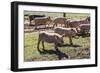 Italy, Sardinia, Gavoi. Group of Pigs Playing in the Mud at a Farm-Alida Latham-Framed Photographic Print