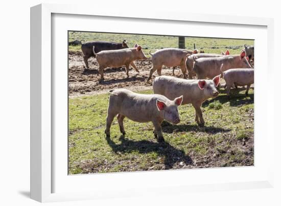 Italy, Sardinia, Gavoi. Group of Pigs Playing in the Mud at a Farm-Alida Latham-Framed Photographic Print