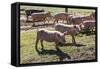 Italy, Sardinia, Gavoi. Group of Pigs Playing in the Mud at a Farm-Alida Latham-Framed Stretched Canvas