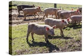 Italy, Sardinia, Gavoi. Group of Pigs Playing in the Mud at a Farm-Alida Latham-Stretched Canvas