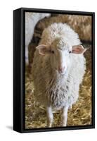 Italy, Sardinia, Gavoi. Sheep Inside a Hay Filled Barn-Alida Latham-Framed Stretched Canvas