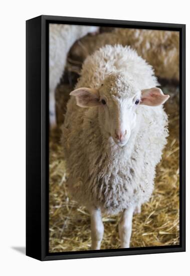 Italy, Sardinia, Gavoi. Sheep Inside a Hay Filled Barn-Alida Latham-Framed Stretched Canvas