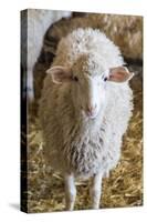 Italy, Sardinia, Gavoi. Sheep Inside a Hay Filled Barn-Alida Latham-Stretched Canvas