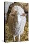 Italy, Sardinia, Gavoi. Sheep Inside a Hay Filled Barn-Alida Latham-Stretched Canvas