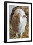 Italy, Sardinia, Gavoi. Sheep Inside a Hay Filled Barn-Alida Latham-Framed Photographic Print