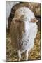 Italy, Sardinia, Gavoi. Sheep Inside a Hay Filled Barn-Alida Latham-Mounted Photographic Print