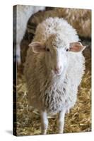 Italy, Sardinia, Gavoi. Sheep Inside a Hay Filled Barn-Alida Latham-Stretched Canvas