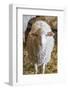 Italy, Sardinia, Gavoi. Sheep Inside a Hay Filled Barn-Alida Latham-Framed Photographic Print