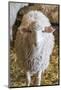 Italy, Sardinia, Gavoi. Sheep Inside a Hay Filled Barn-Alida Latham-Mounted Photographic Print