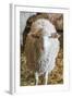 Italy, Sardinia, Gavoi. Sheep Inside a Hay Filled Barn-Alida Latham-Framed Photographic Print