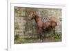 Italy, Sardinia, Santu Lussurgiu. a Horse Waiting for it's Rider at the Carrela E Nanti Festival-Alida Latham-Framed Photographic Print