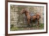 Italy, Sardinia, Santu Lussurgiu. a Horse Waiting for it's Rider at the Carrela E Nanti Festival-Alida Latham-Framed Photographic Print