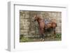 Italy, Sardinia, Santu Lussurgiu. a Horse Waiting for it's Rider at the Carrela E Nanti Festival-Alida Latham-Framed Photographic Print