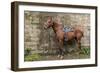 Italy, Sardinia, Santu Lussurgiu. a Horse Waiting for it's Rider at the Carrela E Nanti Festival-Alida Latham-Framed Photographic Print