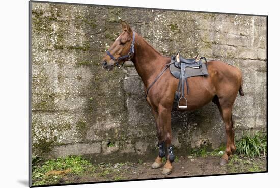 Italy, Sardinia, Santu Lussurgiu. a Horse Waiting for it's Rider at the Carrela E Nanti Festival-Alida Latham-Mounted Photographic Print