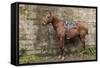 Italy, Sardinia, Santu Lussurgiu. a Horse Waiting for it's Rider at the Carrela E Nanti Festival-Alida Latham-Framed Stretched Canvas